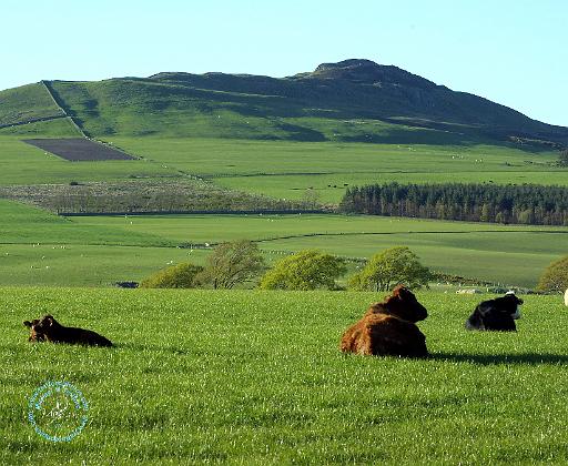Scottish Borders Rubers Law 8T014D-05.JPG